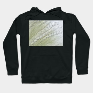 Ascospores under the microscope Hoodie